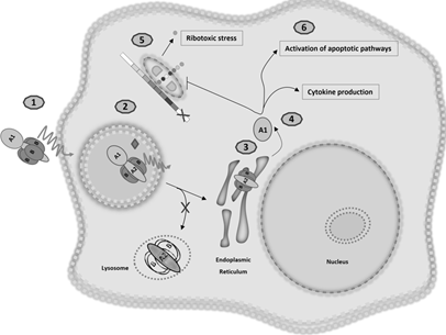Figure 1: Intracellular trafficking and cytotoxicity of Shiga toxin. 1. Shiga toxins consist of a monomeric enzymatically active A subunit, non-covalently linked to a pentameric B subunit. The B subunit binds to the glycosphingolipid globotriaosylceramide (Gb3). 2. Shiga toxin and its receptor are internalized (endocytosis), and Shiga toxin is activated through cleavage of the A subunit into 2 fragments by the protease furin. 3. Shiga toxin avoids the lysosomal pathway and is directed toward to the endoplasmic reticulum (retrograde transport). 4. The A1 subunit translocates into the cytoplasm (anterograde transport) where it can exert its cytotoxic effects. 5. The processed A1 fragment cleaves one adenine residue, thus inhibiting protein synthesis and triggering the ribotoxic and endoplasmic reticulum stress responses. 6. In addition to its ribotoxic effect, Shiga toxin activates multiple stress signaling and apoptotic pathways, and is responsible for the production of inflammatory cytokines by target cells. Modified from Joseph A, et al. [23].