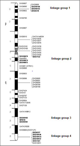 Figure 2: The Ideogram of the X-Chromosome Despicts the Genetic Positions of X-STR Markers, as Well as their Physical Loactions and their Organization into Four- Linkage Groups. The Order and Approximate Position of STRs can be Accesed at (Https://Www.Chrx-Str.Org/Xdb/ Index.Jsf).