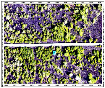 Figure 8: Area of mangrove crown.