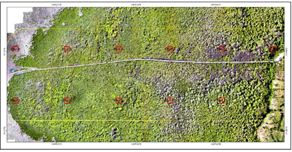 Figure 9: The difference trend data showed the highest point of 4.89 cm in Plot 4 (_B. gymnorisa_) and the lowest point of 0.23 cm in Plot 9 (_C. tagal_), with a 2.69 cm average difference, 0.90 Standard Deviation, and 0.09 Standard Error. The distribution of UAV diameters and field diameters are presented in Figure 9A.
