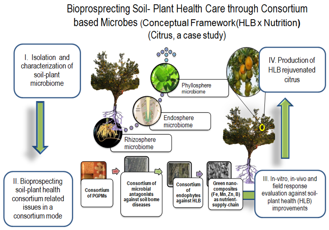 Figure 3: Agronomic response of consortium of PGPMs, antagonists, endophytes and nano-composites for improvement in plant nutrition and reduction in HLB soil borne pathogens (A case study of agroecological application).