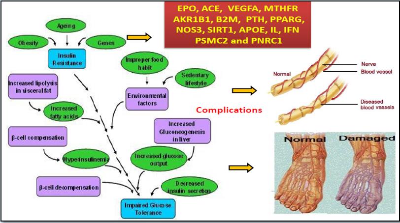 Figure 1: The risk factors leading to the development of DN and its complications.