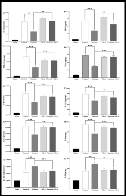 Figure 6: One-way ANOVA indicate significant difference between groups [mRNA: _F_ (3, 12) = 21.32, _p_ < 0.001; protein: _F_ (3, 12) = 115.5, _p_ < 0.001]. Secondary SCI led to significant down-regulation of α7 nAChR on day 28 post injury (_p_ values <0.001). Pre-treatment with nicotine 1mg/kg resulted in up-regulation of α7 nAChR [mRNA, Figure 6A: _p_ = 0.02; protein, Figure 6B: _p_ < 0.001]. Lastly, adding MLA to the pre- treatment reversed the effect of nicotine on the expression of this receptor significantly [mRNA, Figure 6A: _p_ = 0.027; protein, Figure 6B: _p_ < 0.01].