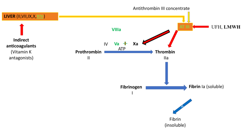 Figure 1: Points of application of indirect and direct anticoagulants.