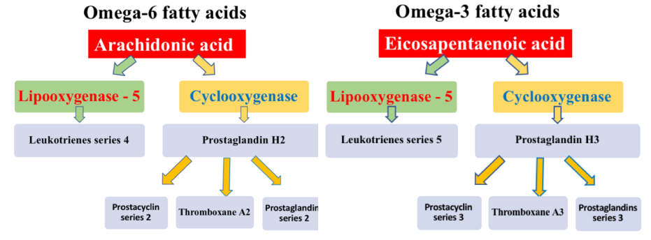 Figure 4: Scheme of eicosanoid synthesis from omega-6 and omega-3 PUFAs.