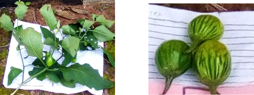 Figure 2: S. aethiopicum var “anara Adazi” in its natural habitat.