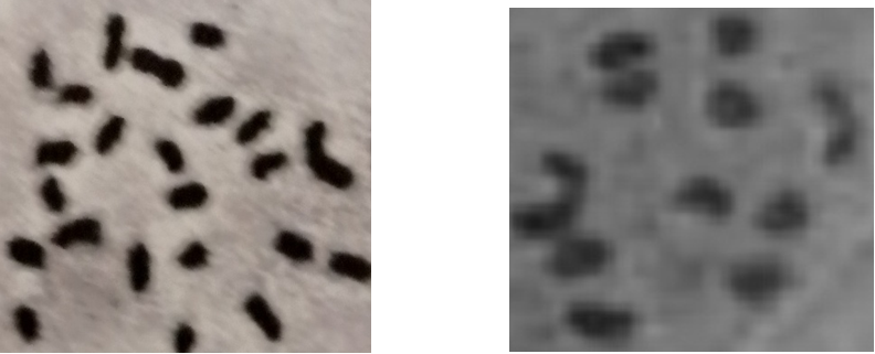 Figure 3: Mitotic and Meiotic chromosome counts of Solanum aethiopicum var “anara Adazi” respectively. 2n= 2x = 24; n=12