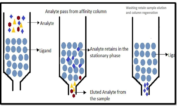 Figure 4: Schematic Diagram of Affinity Chromatography.