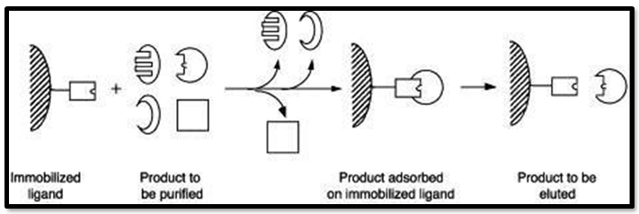 Figure 8: Schematic Diagram of Dye-Ligand Chromatography.