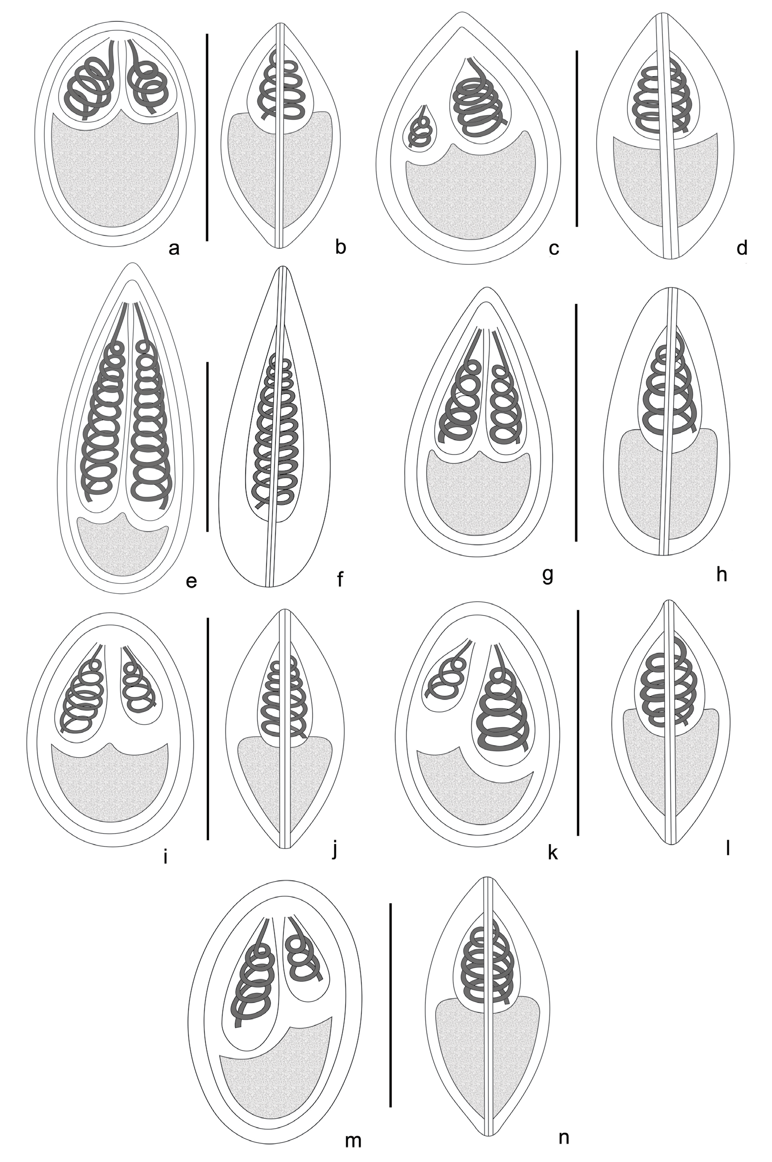 Figure 2: Line drawings of _Myxobolus_ parasites collected during the study. a. Frontal view of _Myxobolus bhadrensis_. b. Sutural view of _Myxobolus bhadrensis_. c. Frontal view of _Myxobolus calbasui._ d. Sutural view of _Myxobolus calbasui_. e. Frontal view of _Myxobolus catlae_. f. Sutural view of _Myxobolus catlae_. g. Frontal view of _Myxobolus kalavatiae_. h. Sutural view of _Myxobolus_ _kalavatiae_. i. Frontal view of _Myxobolus_ _haldari_. j. Sutural view of _Myxobolus_ _haldari_. k. Frontal view of _Myxobolus saranae_. l. Sutural view of _Myxobolus saranae_. m. Frontal view of _Myxobolus hosadurgensis_. n. Sutural view of _Myxobolus hosadurgensis_. Scale bars. a-n =10 µm.