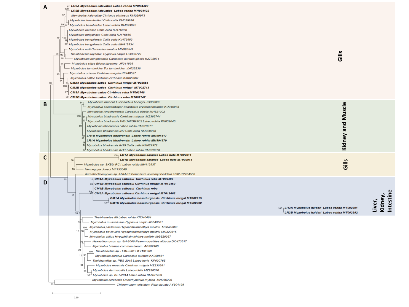 Figure 3: _Myxobolus_ species phylogenetic relationships inferred by maximum likelihood analysis based on the ssrDNA sequences. Species in bold were newly sequenced in this study. GenBank accession numbers and their host name are listed along the species names. Numbers at nodes indicate the bootstrap confidence values (ML). _Chloromyxum cristatum_ was used as an outgroup.