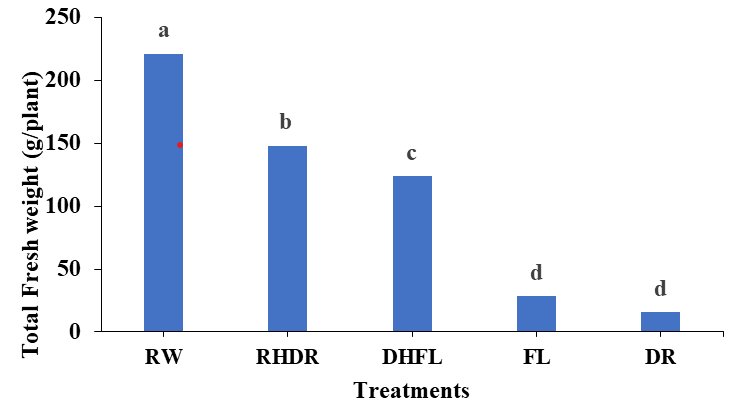 Figure 1: Total plant fresh weight as affected by varying watering regimes; Regular watering (RW), drought (DR), resumption of regular watering after drought (RHDR), flooding (FL), and resumption of regular watering after flooding (DHFL). Different alphabetical letters on the bars denote significant differences according to Tukey’s honestly significant difference post-test analyses at p ≤ 0.05.