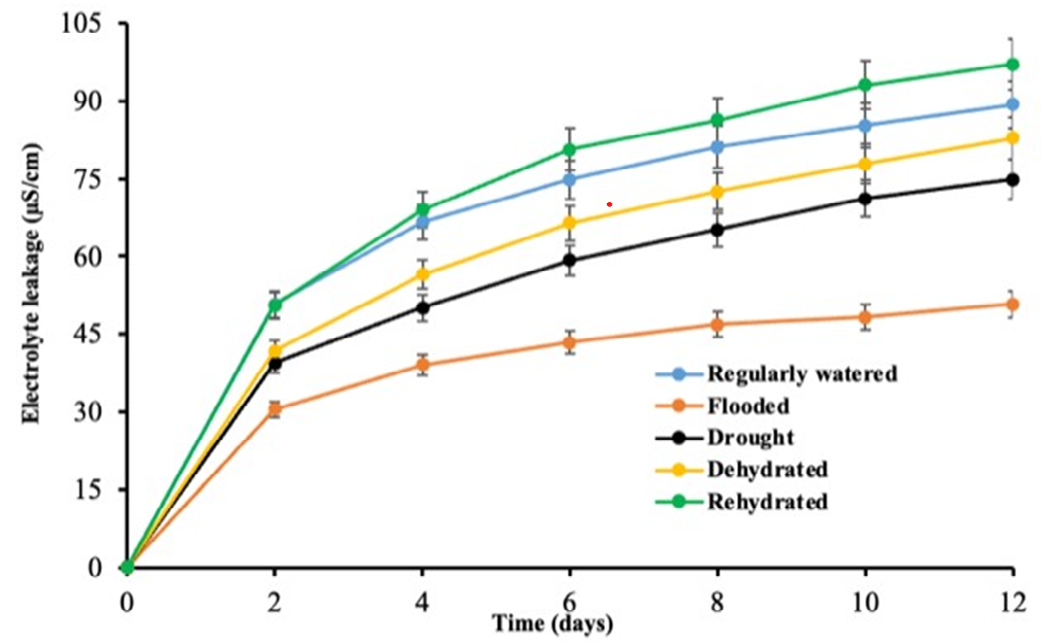 Figure 3: Electrolyte Leakage of the Jamaican thyme plant tissue samples under various water stress conditions. The treatments include regular watering (RW), drought (DR), and resumption of regular watering after drought (RHDR), flooding (FL), and resumption of regular watering after flooding (DHFL).