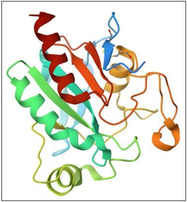 Figure 1: Structure of Glutathione peroxidase (PDB ID 7FC2) in our study [23].