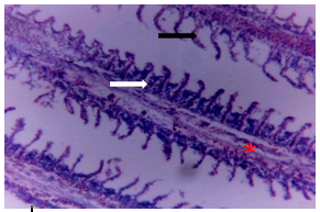 Figure 2: Gills of _Clarias gariepinus_ in the control tank.