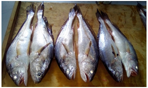 Figure 2: Samples of _Pseudotolithus elongates_.