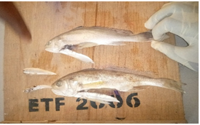 Figure 3: Dissected samples of the fish specimen.