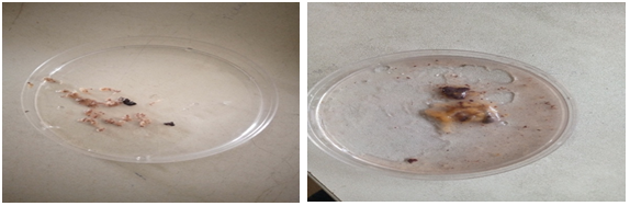 Figure 4: Petri dishes with collected food items.