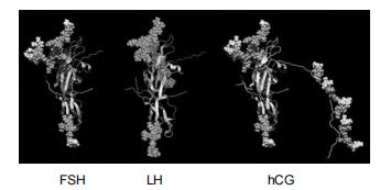 Figure 2: Molecular structure of FSH, LH and hCG. (Reproduced by kind permission of Dr Bernadette Mannaerts, Organon Ltd.) The essentiality of LH and FSH at this stage of the cycle is demonstrated when exogenic gonadotrophin substitutes are likely to be administered to subjects with Kallmann’s syndrome. These subjects are side-lined to emit gonadotropins into the distribution but have common ovarian physiology. The results of the study on a specific patient are shown in (Figure 3). The patient had Kallmann disease with anosmia, basic amenorrhea, and hypogonadal hypogonadism.