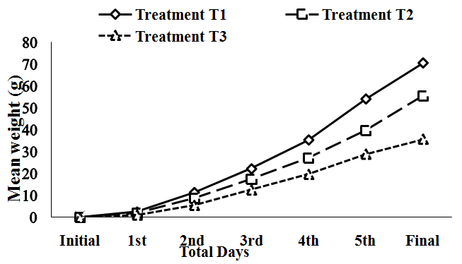 Figure 2: 7 day’s interval mean weight (g) gain of fry _Bengala elonga_ under different density. However, the mean final weights of fingerlings in different treatments were significantly different (_P<0.05_). SGR in treatment T1 was significantly higher than in T2 and T3 (_P<0.05_). Food conversion ratio was significantly lower in T1 than T2 and T3. Therefore, best SGR and FCR were recorded in treatment T1 where lowest number of fingerlings of _B. elonga_ was reared. The highest survival rate was also observed in T1 and the lowest in T3. There was a significant variation (_P < 0.05_) in the survival rate in _B. elonga_ individuals among different treatments. The net productions of fingerlings were 643,200# (45377.12±46.34 kg), 720,500# (39372.78±64.12 kg) and 728640# (25938.86 kg) ha-1.days-42 in treatment T1, T2 and T3, respectively. Total production of fingerlings was recorded to be higher in treatment T1 and lowest in treatment T3. On the other hand, highest number of fingerlings was stocked in treatments T3, where lowest production was recorded and differed significantly (_P <_ _0.05_) from T1 and T2. The mean productions (number.ha-1) of fingerlings were 643200, 720,500 and 776,640 in treatment T1, T2 and T3, respectively. Production in number was highest in treatment T3 and lowest in treatment T1. Total productions (kg.ha-1) of fingerlings were found to be 3922.88, 3277.56 and 2391.28 kg in treatment T1, T2 and T3, respectively. Highest production was recorded higher in treatment T1, and lowest in treatment T3. However, production of fingerlings differ significantly (_P_<0.05) among the three treatments (Table 3). On the other hand, cost of production in treatment T1 was consistently lower than those treatments T2 and T3 (Table 4). Highest net benefit (in term of Bangladeshi Tk.ha-1 and one US$ = Bangladeshi TK. 79.00) was obtained in treatment T1 (483330.00) followed by T2 (234119.00) and T3 (1910.00) in that order.