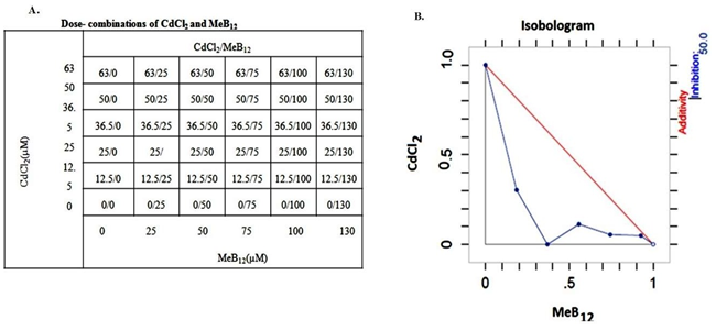 Figure 7: Schematic representation of possible involvement of MeB12 on increased Cadmium sensitivity in A549 cells.
