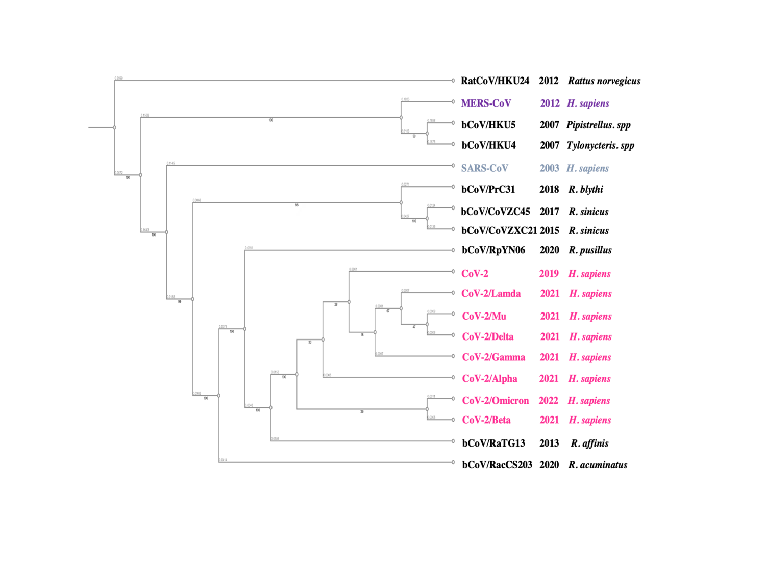 Figure 2: Phylogenetic tree showing common ancestry between different coronaviruses. All the coronaviruses have been shown to share the common ancestry, though SARS-CoV-2 may be more closely related to bat coronavirus RpYN06 and RatG13. Even among the multiple variants of concern (VOC) in SARS-CoV-2, Omicron and Beta variant seems to diverge from the original variant whereas, Gamma, Delta, Lambda and Mu are more closely related to the original strain.