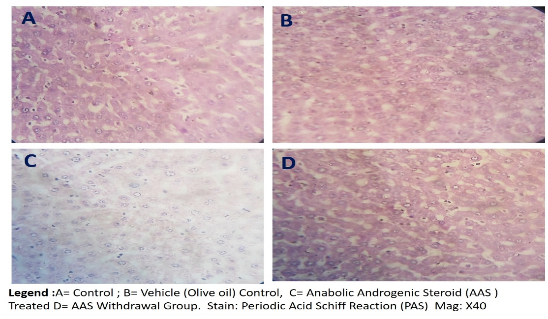 Figure 7: Representative photomicrograph of the periodic acid Schiff’s (PAS) reaction stain for glycogen granules/ mucins in the hepatic tissue sections of the experimental Wistar rats of study, showing normal histological pictures in control, the vehicle control (A) and olive oil-treated (B) rats as compared with the AAS treated (C) rats. Legend: A=Control, B=Olive Oil Control, B= 120mg/kg b.w.t/ daily AAS for 21days and D= the 7days withdrawal groups following 21 days of 120mg/kg AAS treatment. Magnification x400, Scale bar 20 microns (20µm).