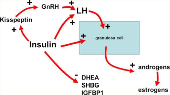 Figure 1: Courtesy ref no-18-Schematic summary of insulin actions on the reproductive axis.