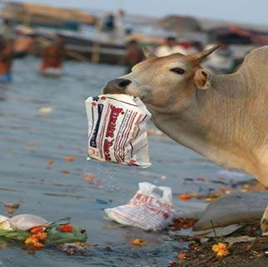 Figure 1: Animal consuming plastic bag containing vegetable waste Ravindra, et al.