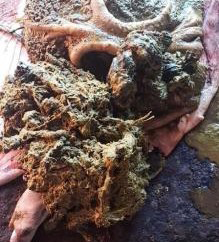 Figure 2: ** Indigestible foreign bodies in rumen and reticulum of study animals.