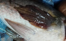 Figure 6: Fin and tail rot.