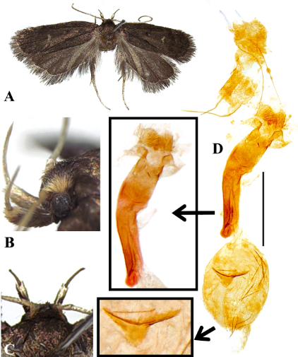 Figure 2: Protolychnis amaniensis Park, sp. nov.: A, female, holotype; B, head with labial papli; C, head, dorsal view; D, female genitalia, slide no. CIS-7579 (holotype). Scale bar: 1 mm.