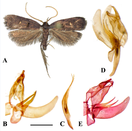 Figure 3: Protolychnis morogoroensis Park & Koo, 2021; A, male, B, male genitalia, slide no. CIS-7571; C, aedeagus; D, lateral view of slide no. CIS-7574; E, male genitalia of slide no. CIS-7572. Scale bar: 0.5 mm.