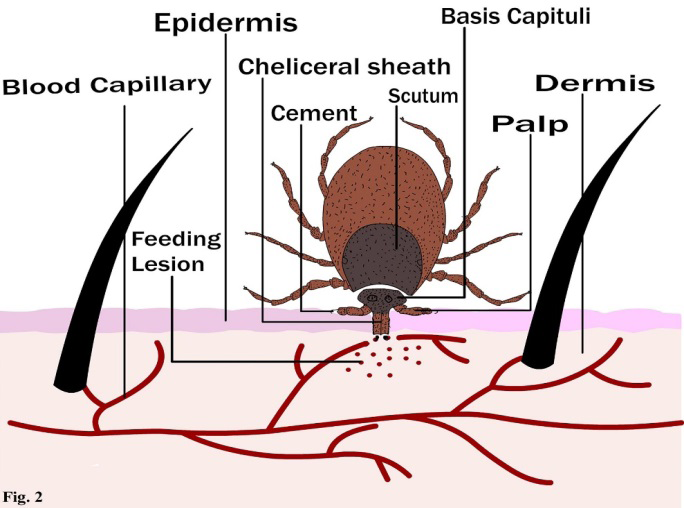 Figure 2: Mode of blood feeding in Ixodidae tick on skin layer of vertebrate host (cattle).