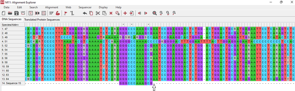 Figure 5: Alignment of MSTN gene fragments in silver carp (47-55) and in bighead carp (56-64) at the JSC Experimental fish farm “Selets” (Belarus)