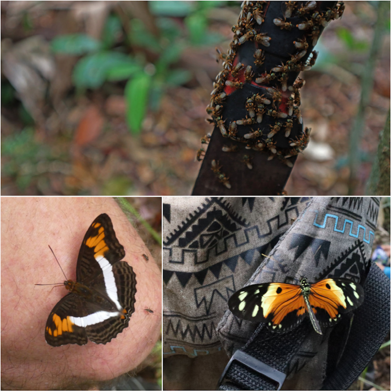 Figure 1: Bees and butterflies, the most frequent visitors to our sweat.