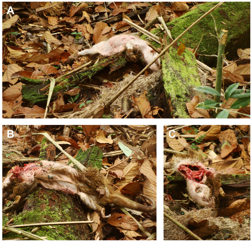 Figure 2: Carcass of Thin-spined Porcupine (Chaetomys subspinosus) preyed upon by a bird of prey in Vale Natural Reserve on January 2009. (Photos credit: Alice Menezes).