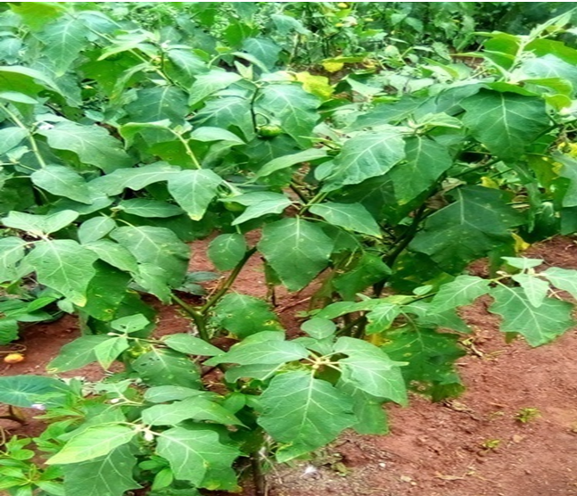 Figure 1: Solanum aethiopicum var “anara Adazi” plant in its natural habitat.