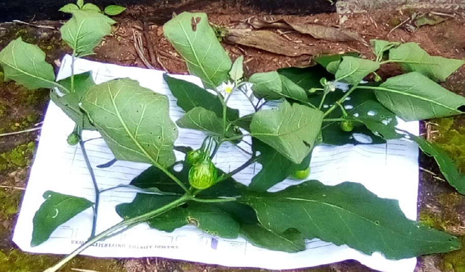 Figure 2: Twig of Solanum aethiopicum var “anara Adazi”.