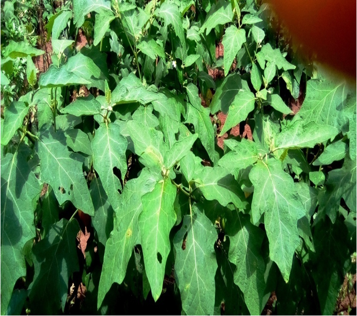 Figure 3: Solanum aethiopicum var “anara” plant in its natural habitat.