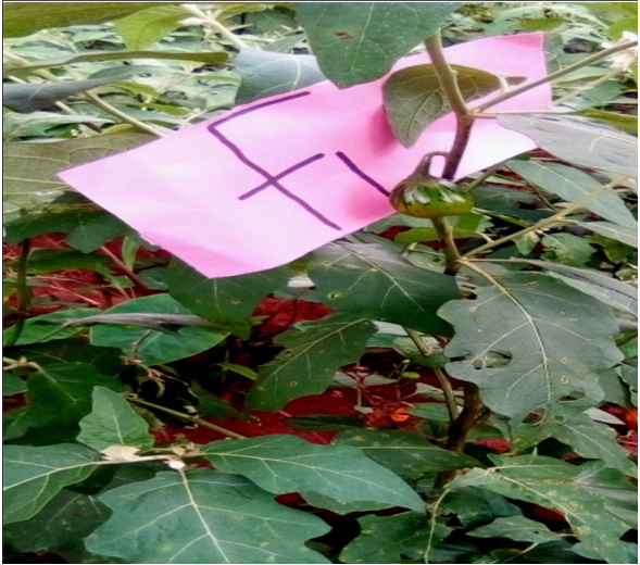 Figure 5: F1 hybrid.
