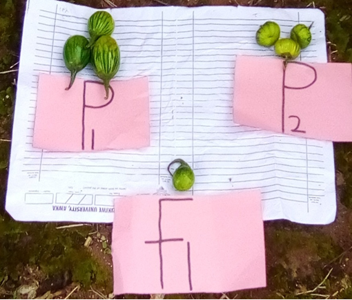 Figure 6: Fruits of parents compared with fruit of F1. Footnote: (P1) Solanum aethiopicum var “Anara Adazi” (P2) Solanum aethiopicum var “Anara” (F1) the hybrid Figure 6 showed the fruits of parental plants (Solanum aethiopicum var “Anara Adazi” and Solanum aethiopicum var “Anara”) compared with the fruit of fruit of F1. The F1 hybrid had more features of Solanum aethiopicum var “Anara Adazi” than Solanum aethiopicum var “Anara.