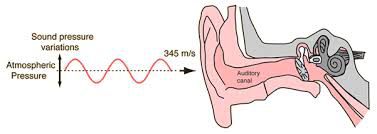 Figure 12: Graphical representation of the wave sound travelling through the air and entering into the human auditory system. (From Wikipedia Commons public domain).