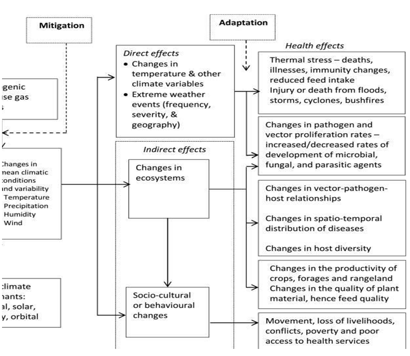 Figure 1: Illustration of the direct and indirect pathways through which climate change influences livestock diseases [12] that was climate change can have direct and indirect effects on infectious diseases.