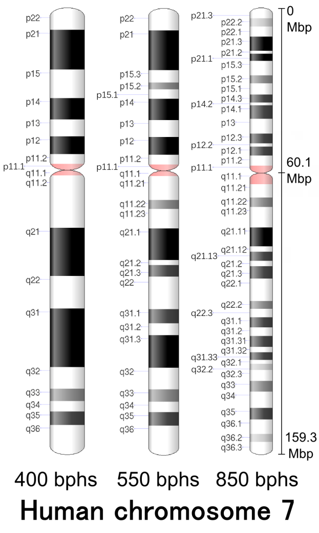 Figure 4: Schematic of physical map of chromosome number 7.
