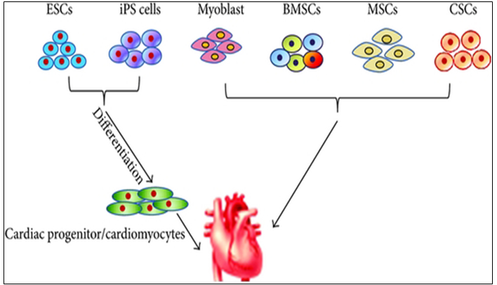 Figure 2: Evolution of translational cell-driven cardiac regenerative therapies.