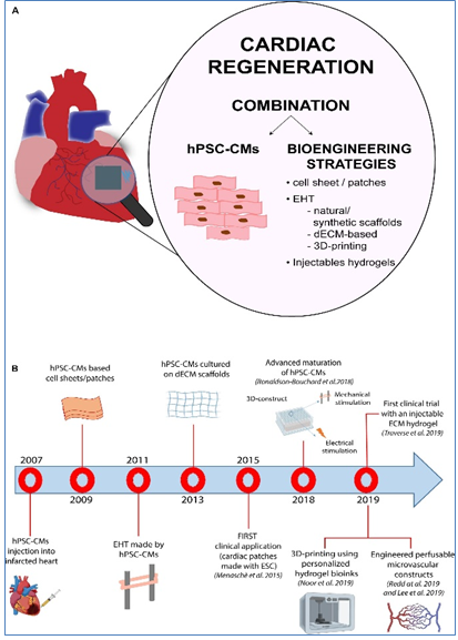 Figure 6: Cardiac Regeneration.