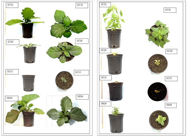 Figure 1: It was demonstrated that both gboma and jute mallow can be affected by varying temperatures. As such, the growth, development, and yield of both plant species under different climatic conditions can vary due to changes in plant metabolic processes.