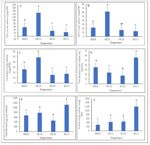 Figure 5: Phytochemical content of jute mallow (Corchorus olitorius) were influenced with variation in temperature; different alphabetical letters mean significant difference between treatment means (N = 4) by Tukey’s honestly significant difference (HSD) test at p ≤ 0.05. Vertical bars represent error bars (N=4). GC32, GC20, and GC 15 represent day/night temperature regimes at 32°/27°C, 20°/15°C and 15°/10°C, respectively; and GH24 represents greenhouse environment (control) at an average temperature of 24°/21°C.