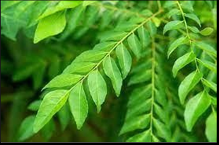Figure 4: Curry leaves.